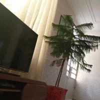 سلام گل کاج مطبق