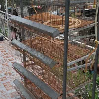 قفس بلدرچین یک مرغ یک خروس