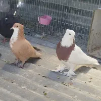 زرد رسمی زرد پشتدار پلنگ طوقی گلی