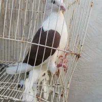 کفتر پشت سرخ آلمانی ماده