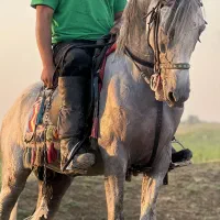 فروش اسب ۷ ساله