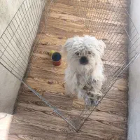 سگ نژاد مالتیز تربیت شده واکسن زده خیلی بامزه