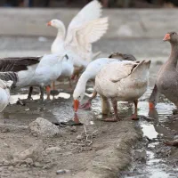 غاز|حیوانات مزرعه|بندر گز, |دیوار