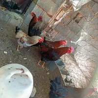خروس