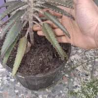 گیاه اشک مادر