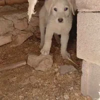 واگذاری دوقلاده سگ|سگ|گل تپه, |دیوار