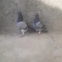 جوجه مسافتی