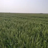 اجاره ۲۰۰ هکتار در شادگان|فروش دفتر صنعتی، کشاورزی، تجاری|اهواز, کارون|دیوار
