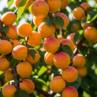 زردآلو صادراتی .ارسال فوری +با ضمانت