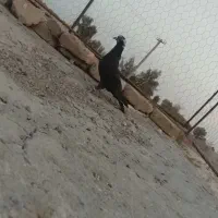 کبوتر نر|پرنده|زابل, |دیوار