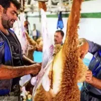 درکمترین زمان در محل شما با کیفیت ترین گوسفندزنده|حیوانات مزرعه|تهران, نازیآباد|دیوار