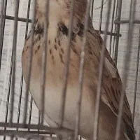 دو عدد سهره خاکی مست