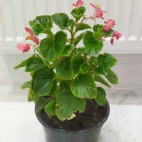گل های زیباو سرحال