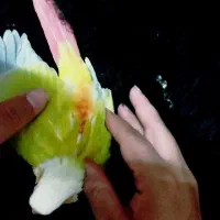 گرینچیک(ردچیک سرلاکی آمریکن دایولت تازه دانخور)|پرنده|تهران, شیخ هادی|دیوار