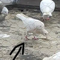 کفتر گم شده