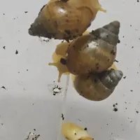 بچه حلزون حلزون البینو
