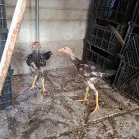 جوجه لاری|حیوانات مزرعه|شیراز, محراب|دیوار