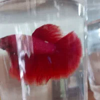 آروانا نایف فایتر|ماهی|مشهد, آزادشهر|دیوار