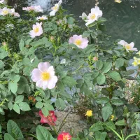 ۳۰۰۰ متر ملک صنعتی با مجوز