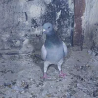 کبوتر|پرنده|شیراز, تندگویان|دیوار