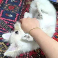 شیواوا و پامر