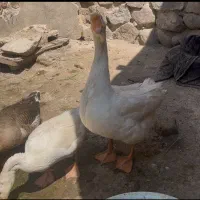 قوغاز
