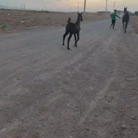 اسب|اسب و تجهیزات اسبسواری|بوئین زهرا, |دیوار