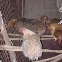 مرغ ‌ خروس و بوقلمون محلی