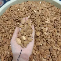 تغذیه بادام زرین ایرانی بدون تلخ