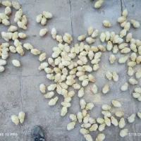 جوجه کارخانه ای|حیوانات مزرعه|اردکان, |دیوار