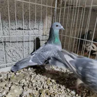 کبوتر آلمانی کیلومتری اصل|پرنده|بمپور, |دیوار