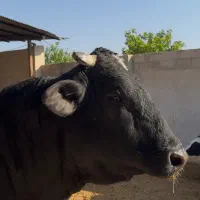 گوساله نر با ۱ تُن وزن