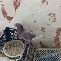 سه عدوبرنروماد