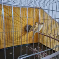 جفت قناری کار داده معاوضه با سقا