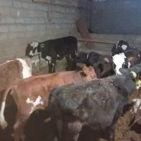 فروش 8راس گوساله ماده