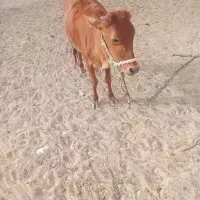 پروگاوداشتی اطراف جلابی|حیوانات مزرعه|تخت, |دیوار