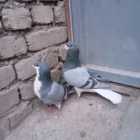 کبوتران فروش