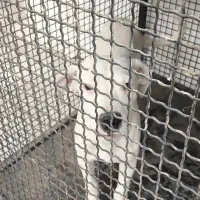 توله داگو|سگ|رباطکریم, شهرک صنعتی صباشهر|دیوار