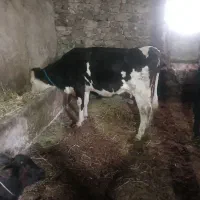 فروشی گاو سیمتال با گوساله ماده سیمتال بفروش میرسد