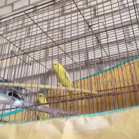 مرغ عشق سالم و سرحال