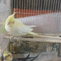 عروس هلندی
