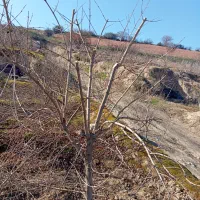 هرس و اصلاح باغ|خدمات باغبانی و درختکاری|خان ببین, |دیوار