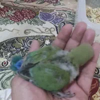 طوطی برزیلی|پرنده|رامهرمز, |دیوار