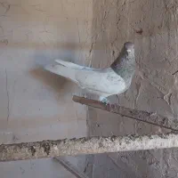 نر کله الماسی