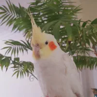 عروس هلندی گمشده