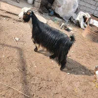 ۳ عدد بز|حیوانات مزرعه|دزفول, |دیوار