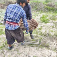 پاجوش کبکاب