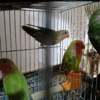 فروش طوطی برزیلی