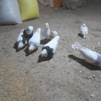 کبوتر فروشی|پرنده|سنقر, |دیوار