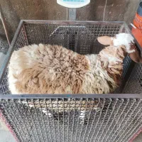 گوشت تازه،مستقیم از دامداری با خدمات کامل